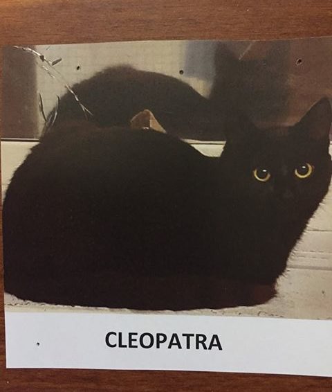 Cleopatra (utflyttad)