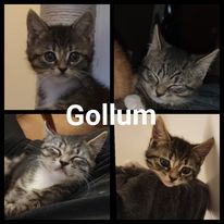 Gollum (utflyttad)